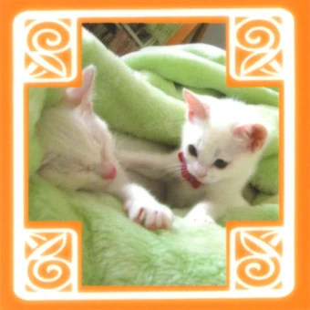 Wallpaper Volume 1 Amanchu Wiki Fandom Desktop Wallpaper