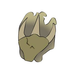 Pata