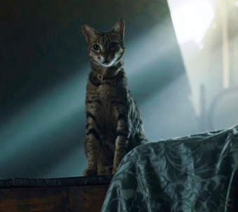 Bast American Gods Wiki Fandom
