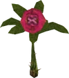 Blood Rose