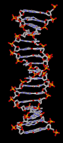 Ficheiro:DNA-MeanAnimation.gif