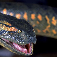 Giant Anaconda Anaconda Lake Placid Wikia Fandom