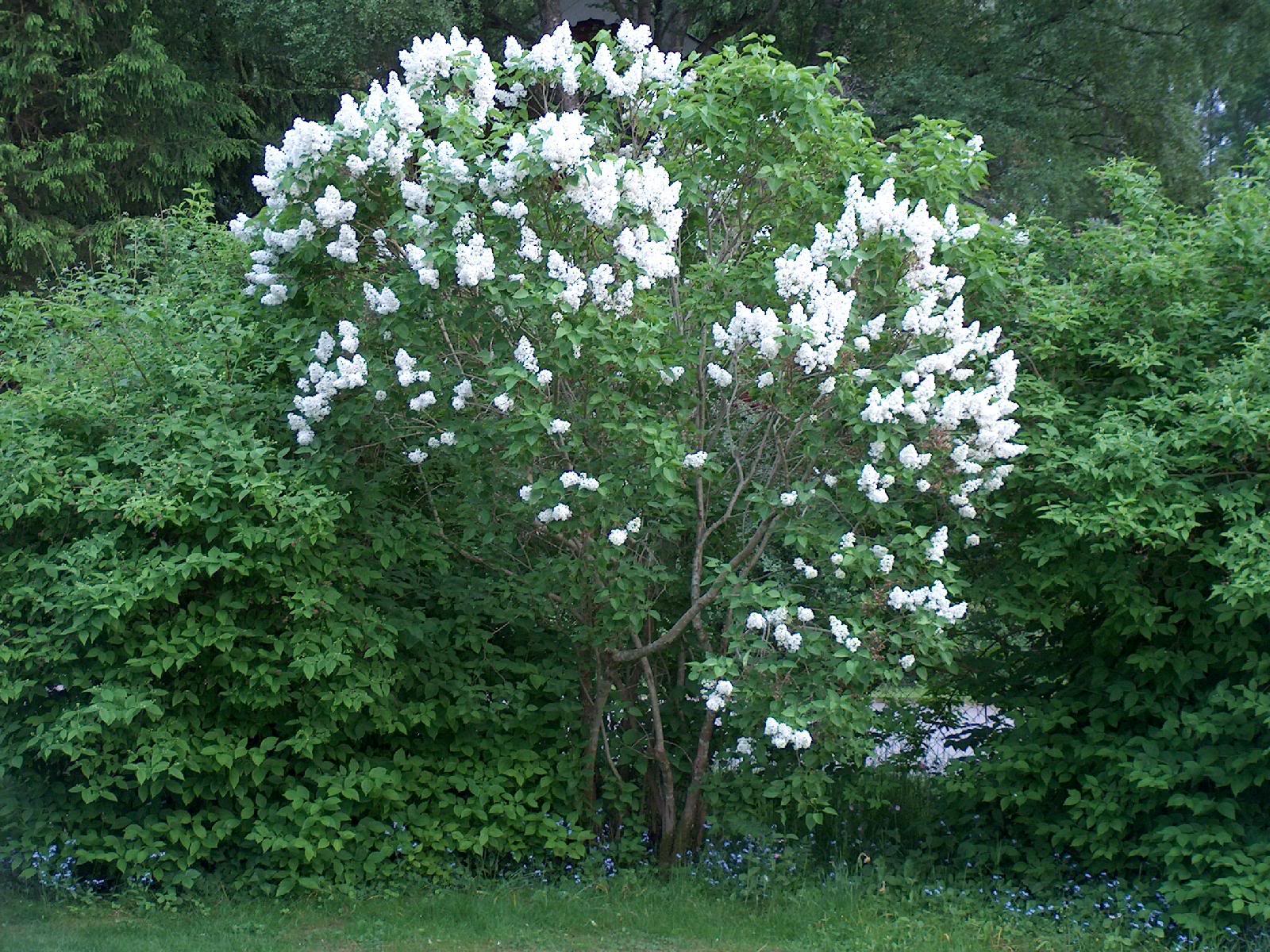 Image - Lilac tree.jpg | Analytical Wiki | FANDOM powered by Wikia