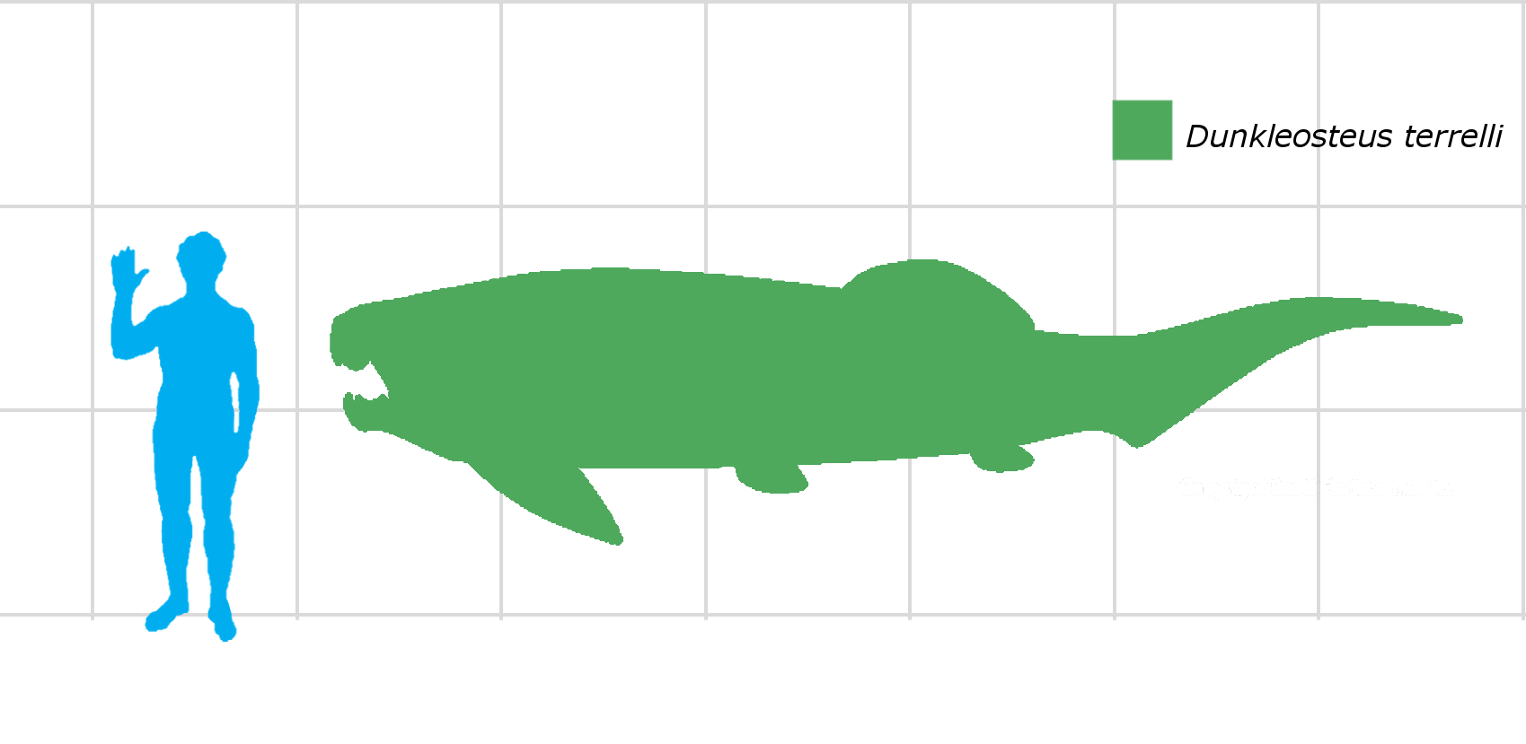dunkleosteus ancient animals wiki fandom powered by wikia dunkleosteus size