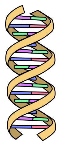 DNA-equal-grooves.png