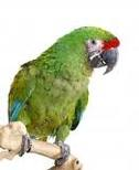Military Macaw