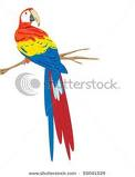 Scarlet Macaw