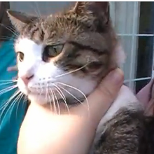 Cats Angry Grandpa Wiki Fandom