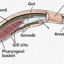 Roblox Arthropoda Characteristics