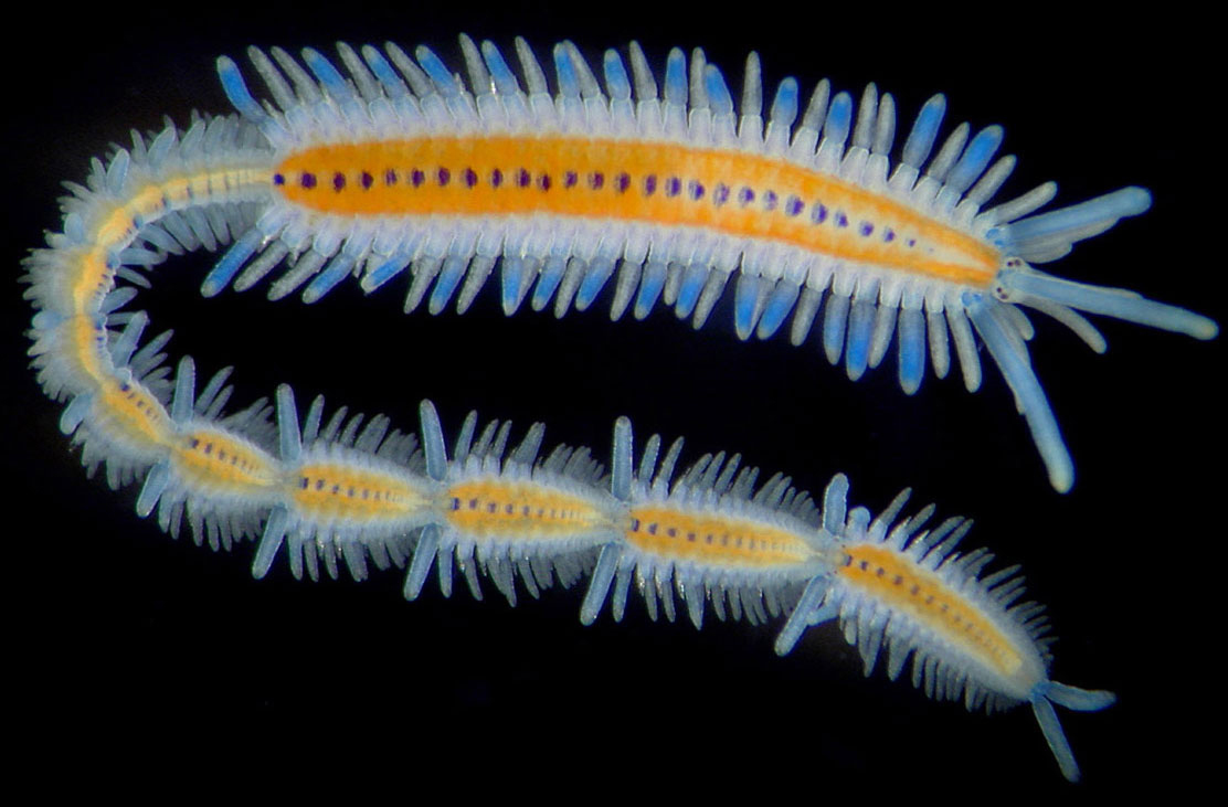 Annelida (Segmented Worms) Animal Classification Project Wiki Fandom Annelida (Segmented Worms) Animal Classification Project Wiki Fandom