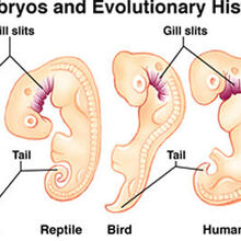 Chordata Animal Classification Project Wiki Fandom