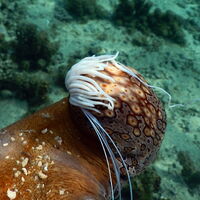 Interesting Facts About Echinodermata Animal Classification