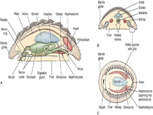 Image - Phylum-mollusca-32-728.jpg | Animal Classification Project Wiki