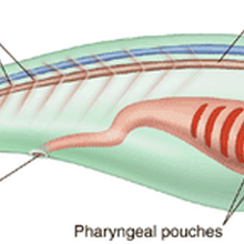 Chordata Animal Classification Project Wiki Fandom