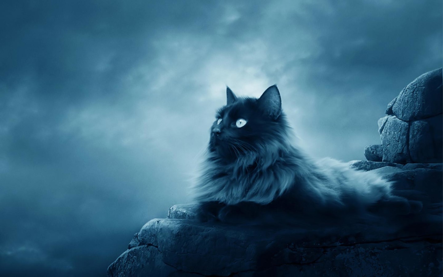 Black Persian Cat Wallpaper Info About Persian Cat Wallpaper Persian X Jpg Black Persian Cat Wallpaper Info About Persian Cat Wallpaper Persian X Jpg