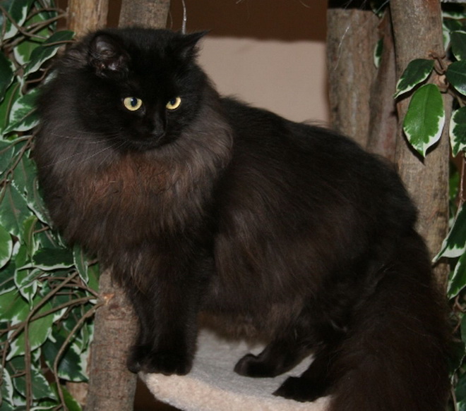 image black solid ragdoll cat jpg animal jam clans wiki fandom