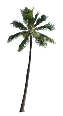 Image - Palm-Tree-PNG-Image.png | Animal Jam Clans Wiki ...