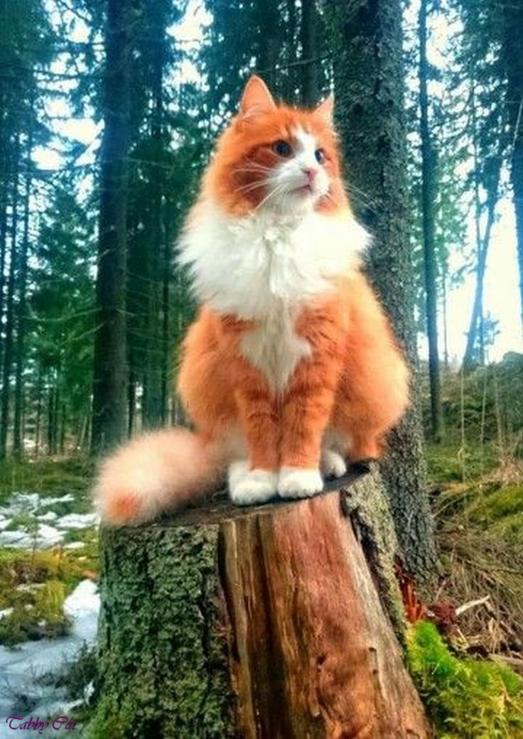orange tabby cat breeds