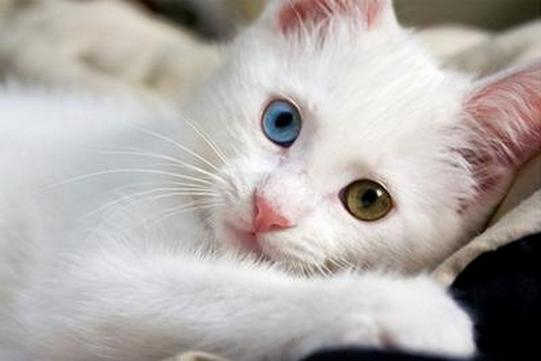 Image - Ras-Kucing-Albino-Mata-Biru-Ciri-Ciri-Fakta-dan ...