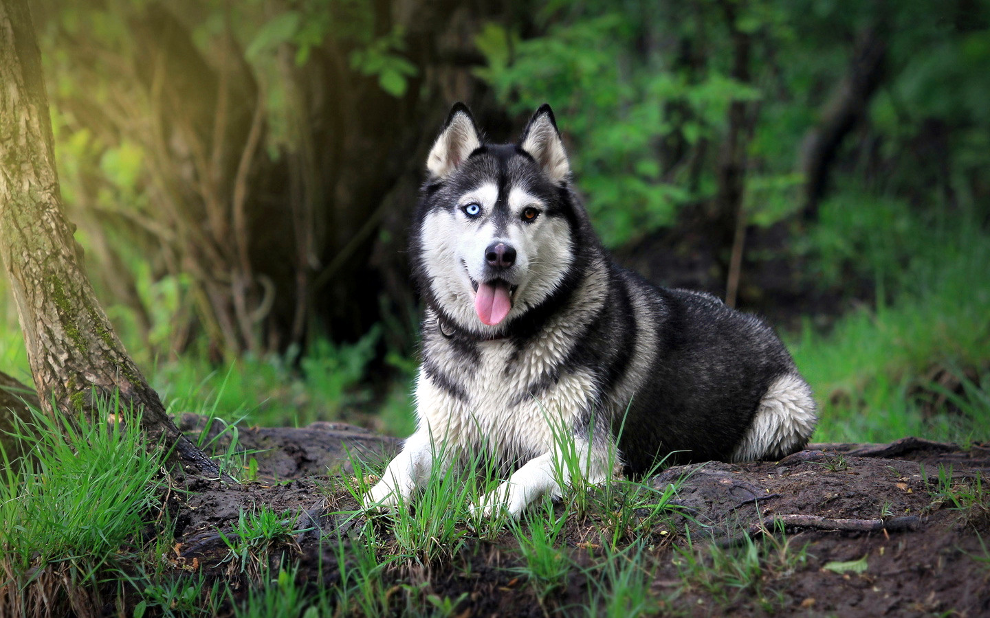 image siberian husky wallpaper hd 130808 1440x900 2 jpg animal