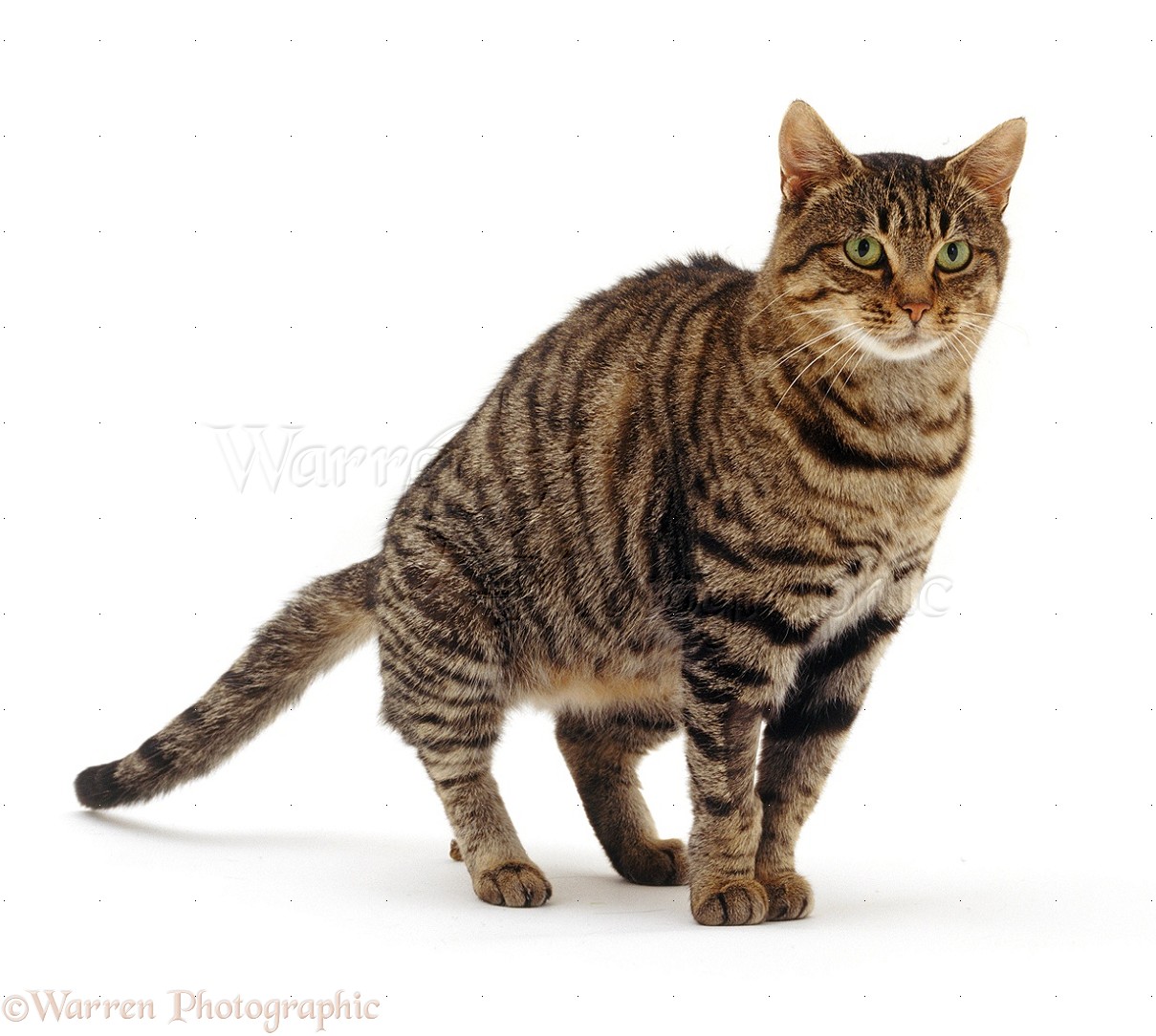 Enter The Dragon Cat Gif Enter The Dragon Cat Gif
