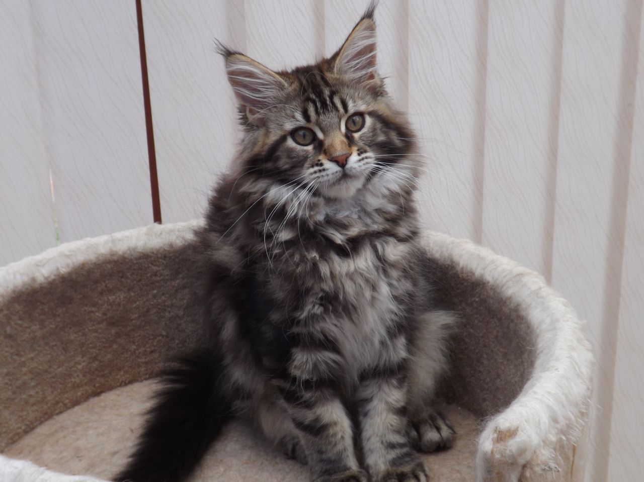 maine coon tabby mix cat names