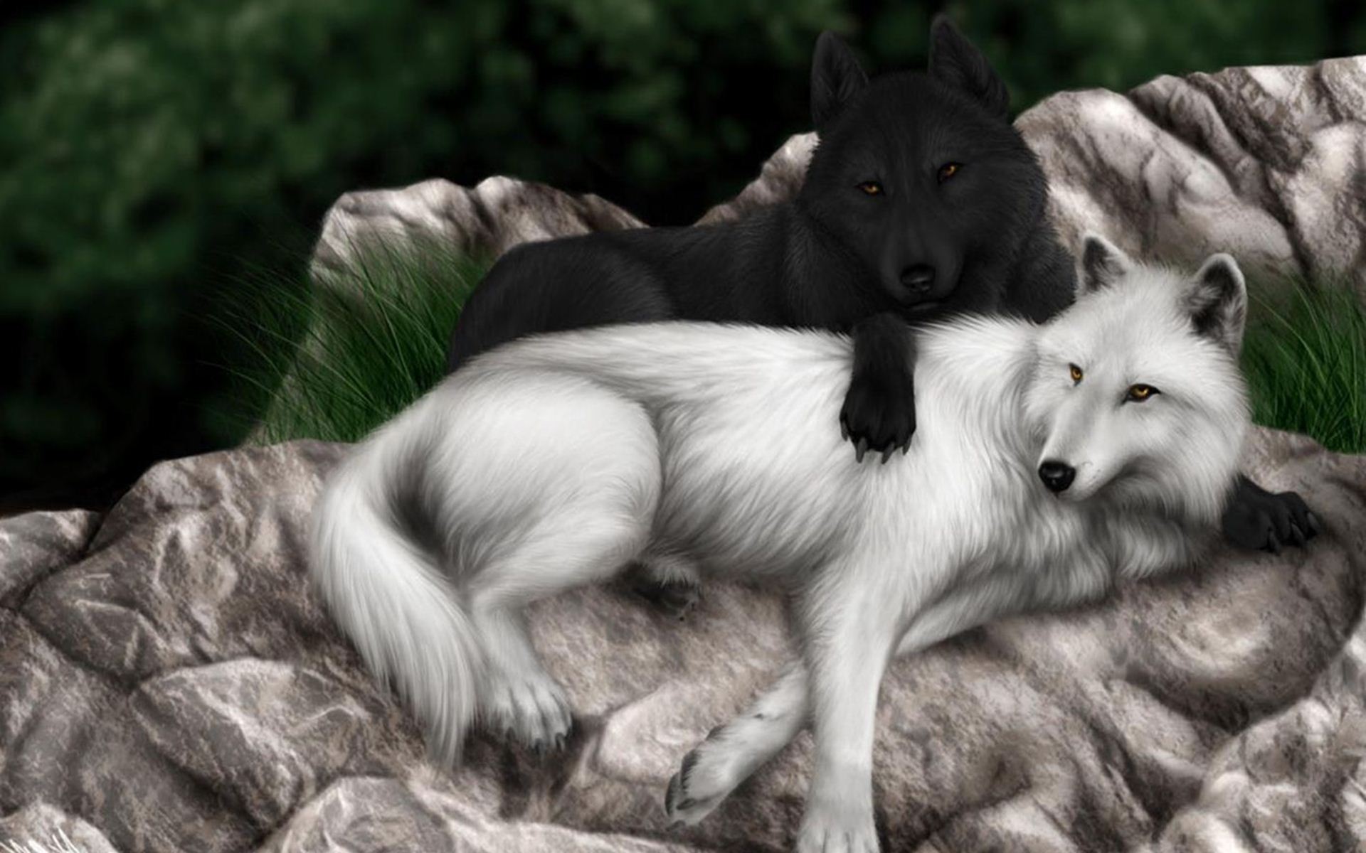 black wolf and white wolf