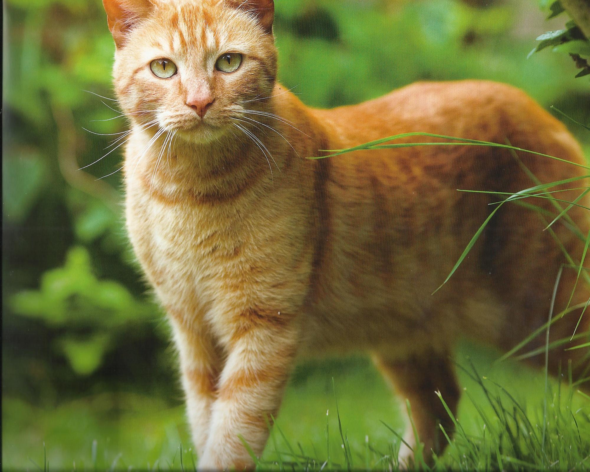Image - Orange colour tabby cat widescreen hd wallpaper.jpg | Animal