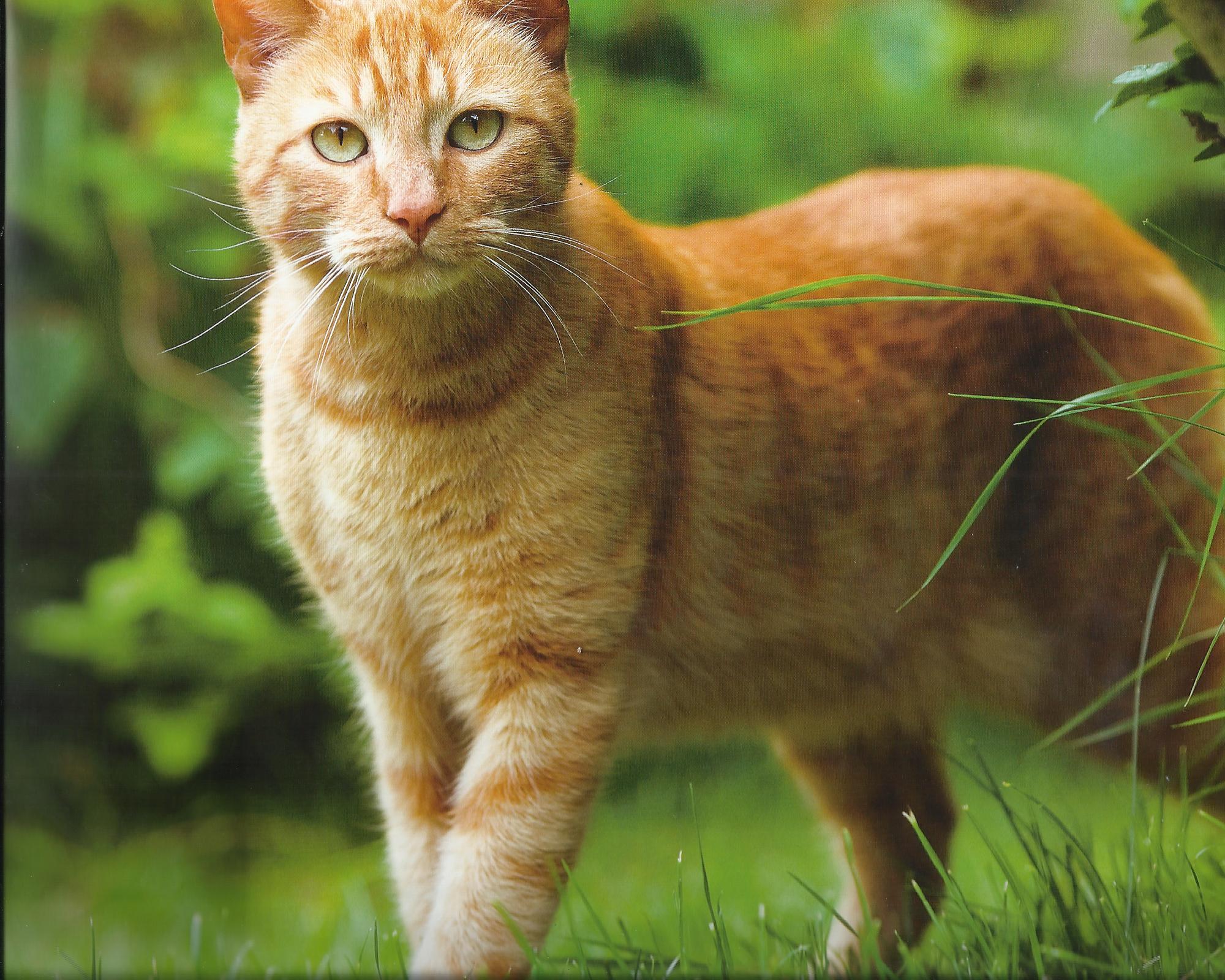 Image Orange colour tabby cat widescreen hd wallpaper Image Orange colour tabby cat widescreen hd wallpaper