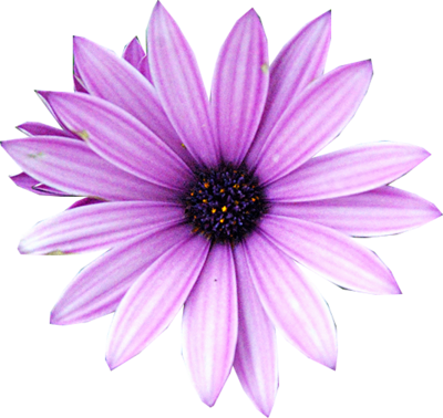 purple flowere