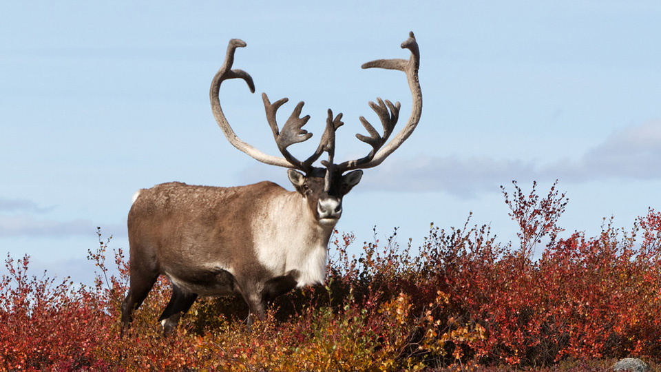 Image - Arctic-haven-caribou-on-autumn-tundra-small.jpg | Animal Jam ...