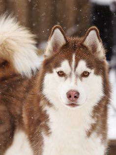 Names For Copper Colored Dogs Names For Copper Colored Dogs
