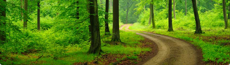 Image - Banner-forest-path.jpg | Animal Jam Clans Wiki | FANDOM powered ...