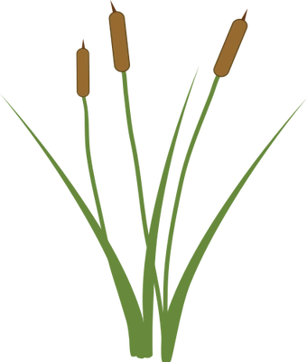 Image - Cattail.png | Animal Jam Clans Wiki | FANDOM powered by Wikia