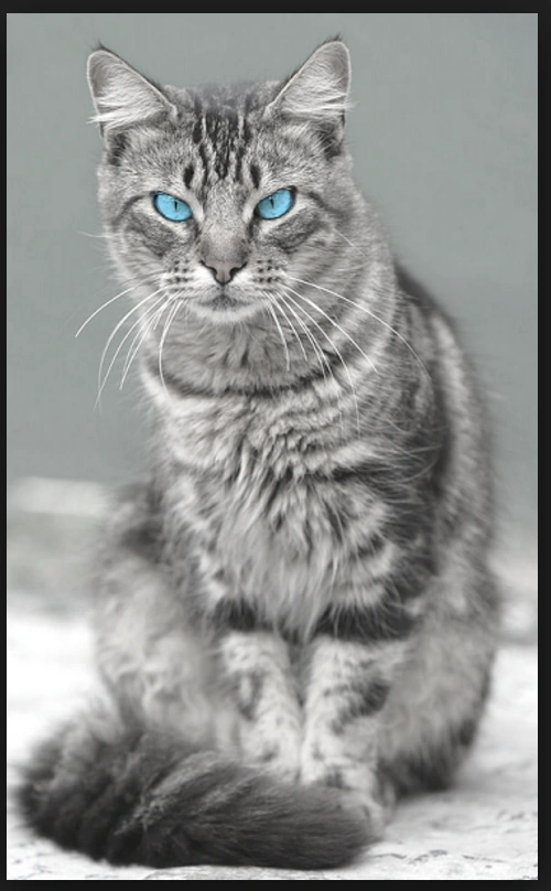 Real life picture of Tigerheartstar and Dovewing | Warrior ...