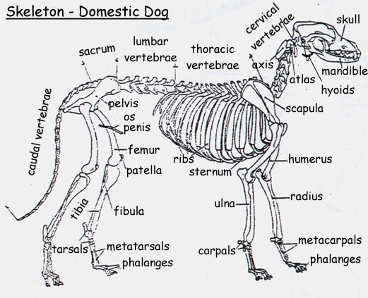 image skeletal structure of the domestic dog jpg animal jam skeletal structure of the domestic dog jpg
