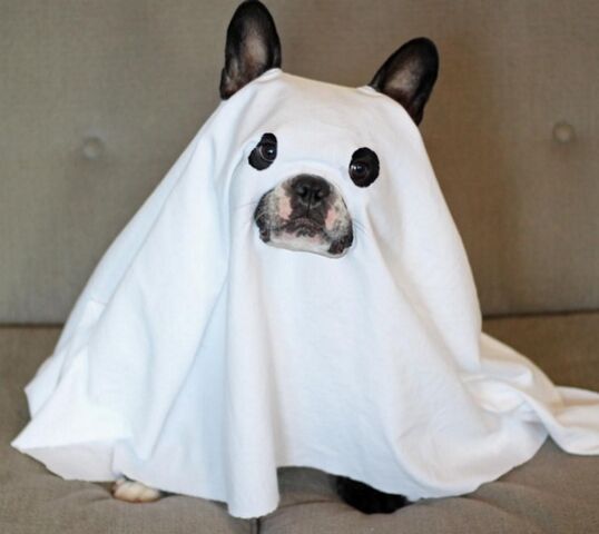 Image - Ghost-dog-halloween-costume.jpg | Animal Jam Clans Wiki ...