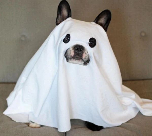 Image Ghostdoghalloweencostume.jpg Animal Jam Clans Wiki