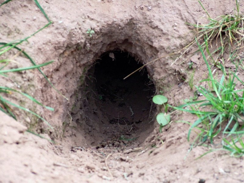 image burrow jpg animal jam clans wiki fandom powered by wikia
