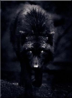 Image - Mafia wolf.jpg | Animal Jam Clans Wiki | FANDOM powered by Wikia