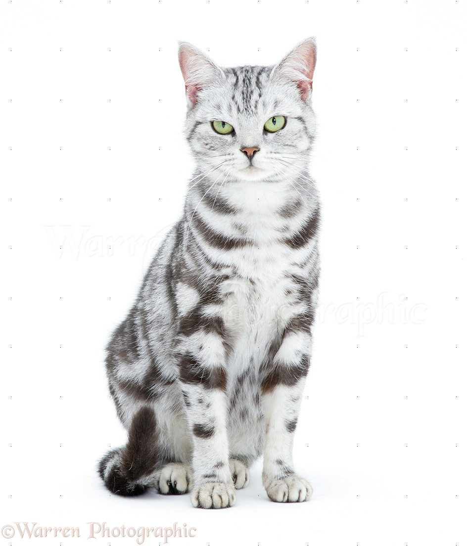 silver tabby cat colors