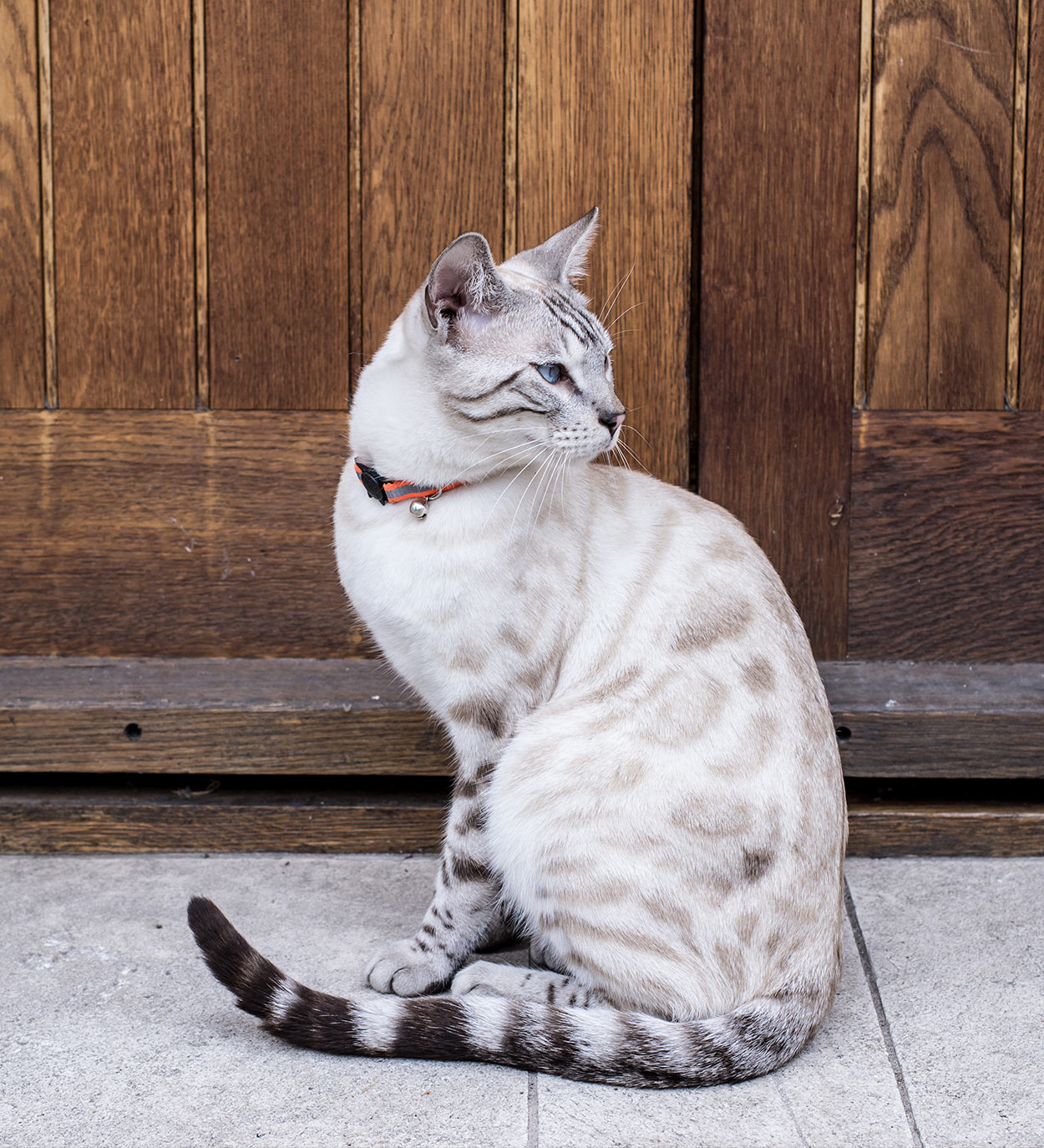 Image Snow bengal cat mrrow jpg Animal Jam Clans Wiki FANDOM image-snow-bengal-cat-mrrow-jpg-animal-jam-clans-wiki-fandom