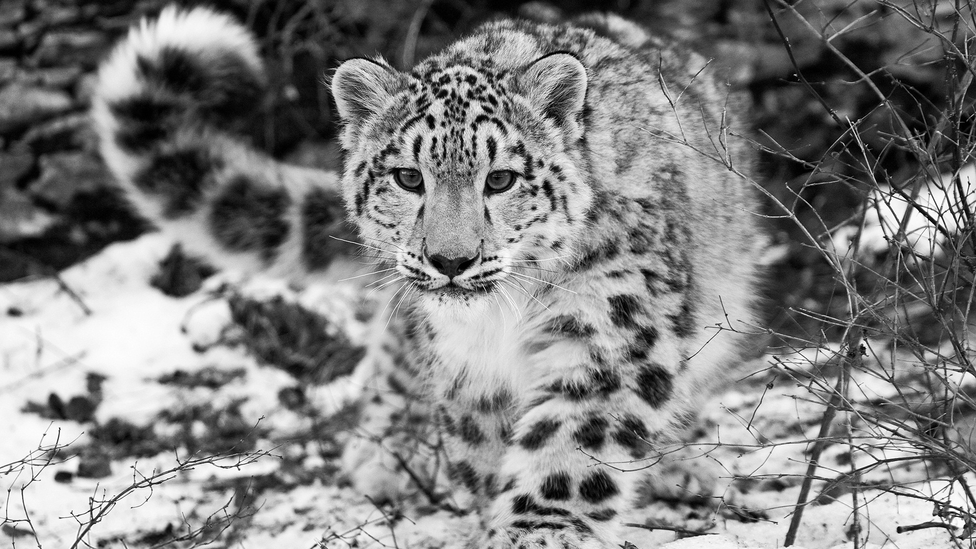 image black white leopard pic jpg animal jam clans wiki fandom