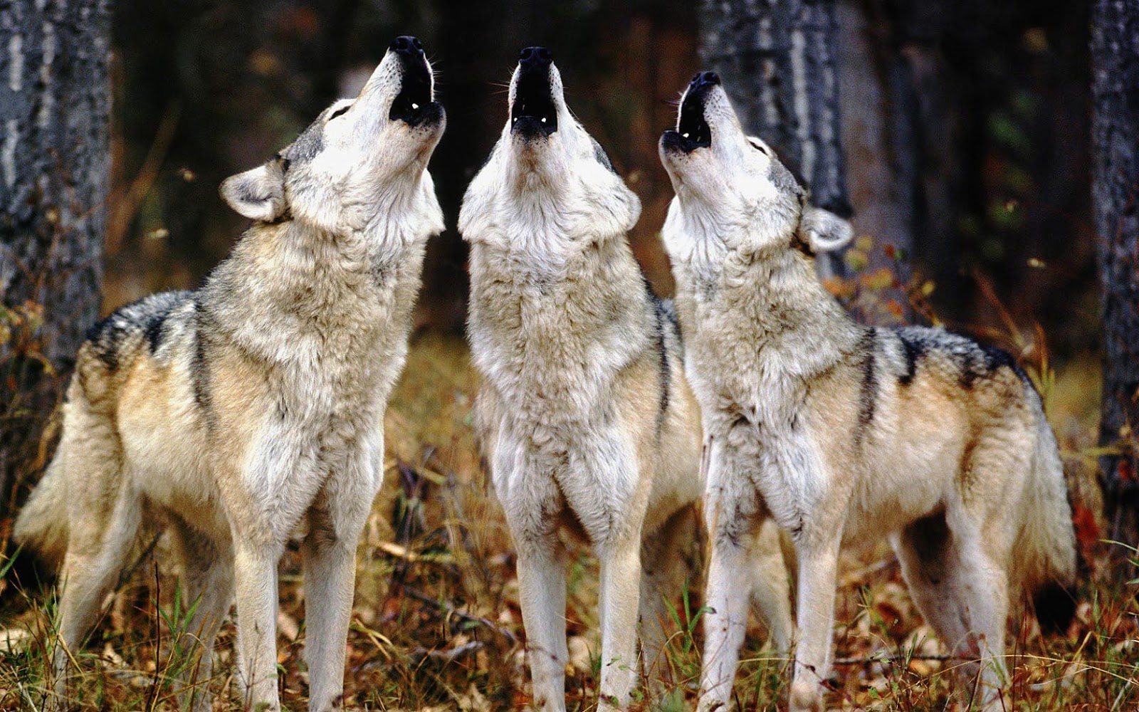 Image - Wallpaper-of-three-howling-wolves-hd-animals-wallpapers.jpg ...