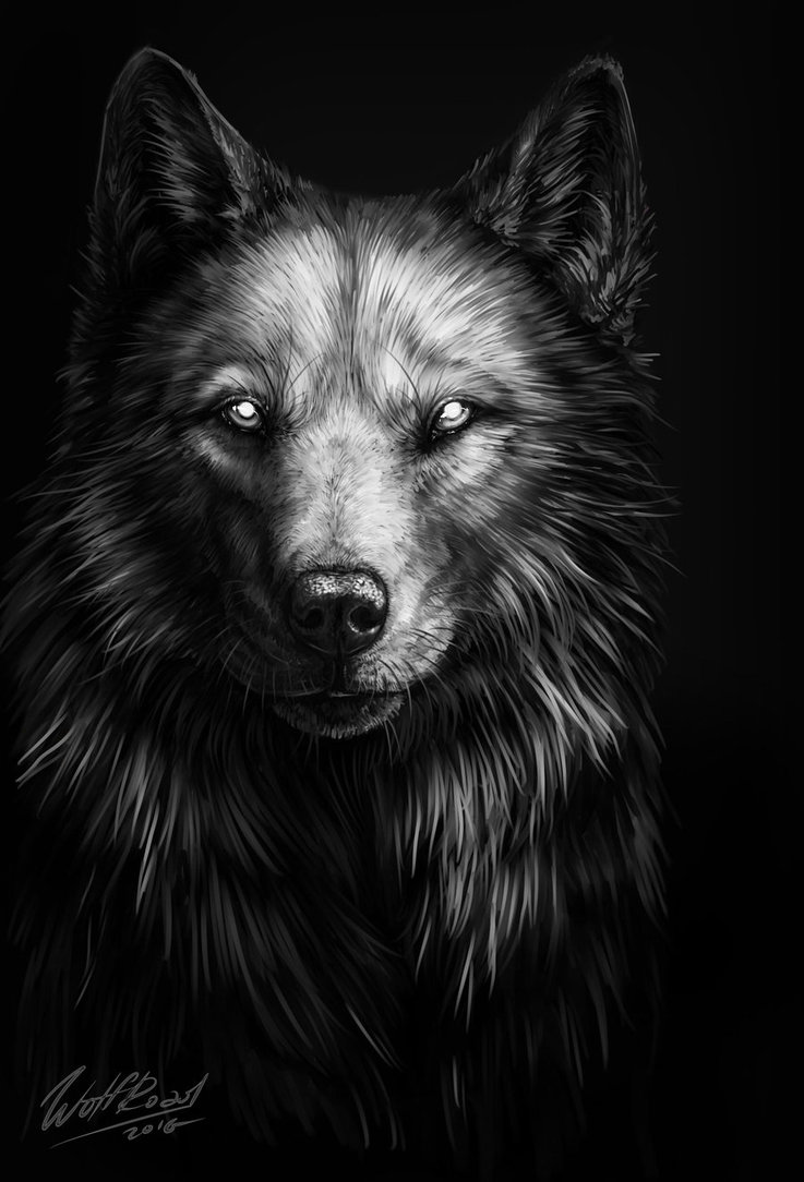 Image - Wolf art.jpg | Animal Jam Clans Wiki | FANDOM powered by Wikia