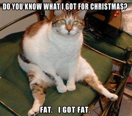 Image - Fat cat meme.jpeg | Animal Jam Clans Wiki | FANDOM powered by Wikia