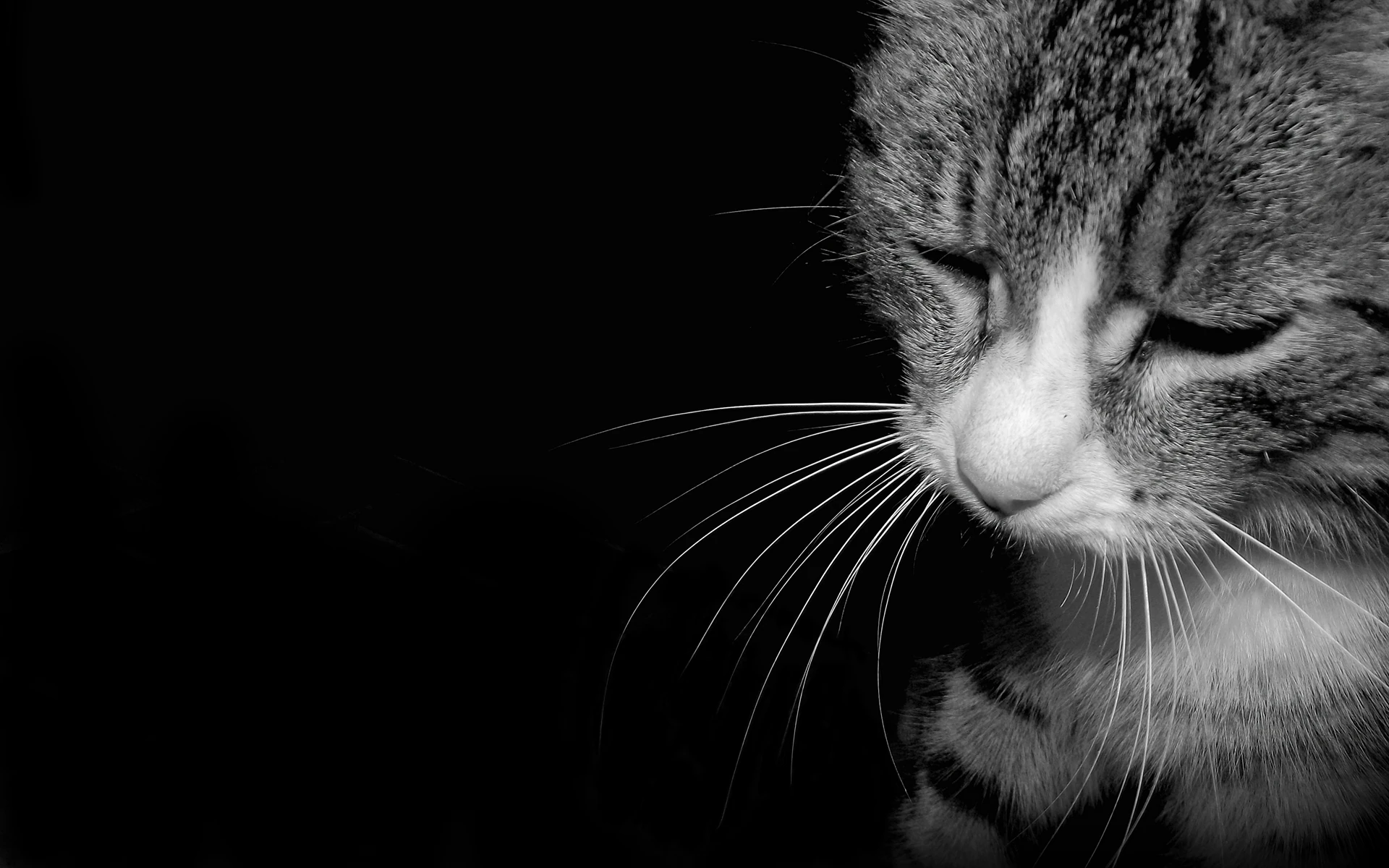 Cat-kote-black-white-sadness-grief-sadne