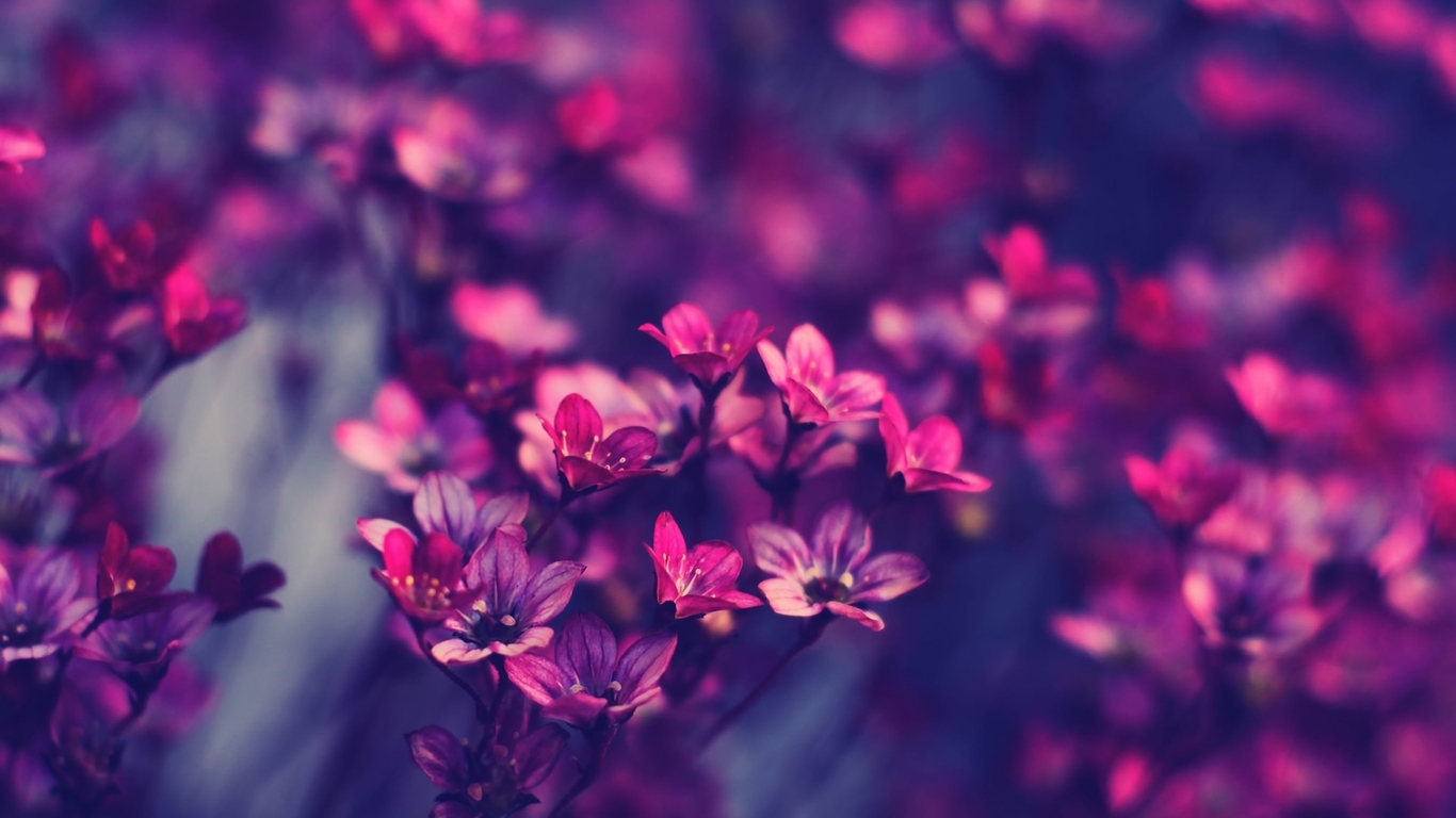 Image Vintage Tumblr Wallpapersjpg Animal Jam Clans Wiki Image Vintage Tumblr Wallpapersjpg Animal Jam Clans Wiki