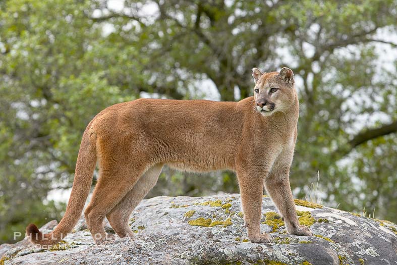image puma image puma