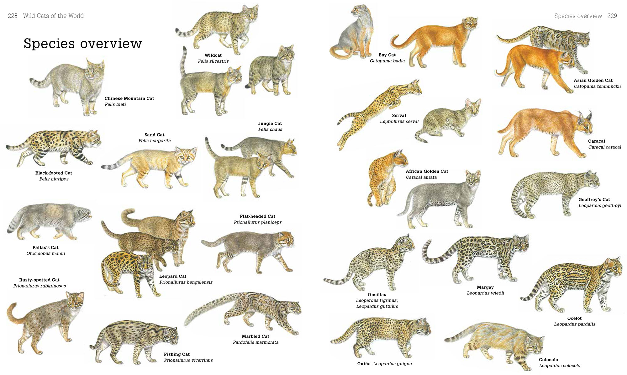 image-examples-jpg-animal-jam-clans-wiki-fandom-powered-by-wikia